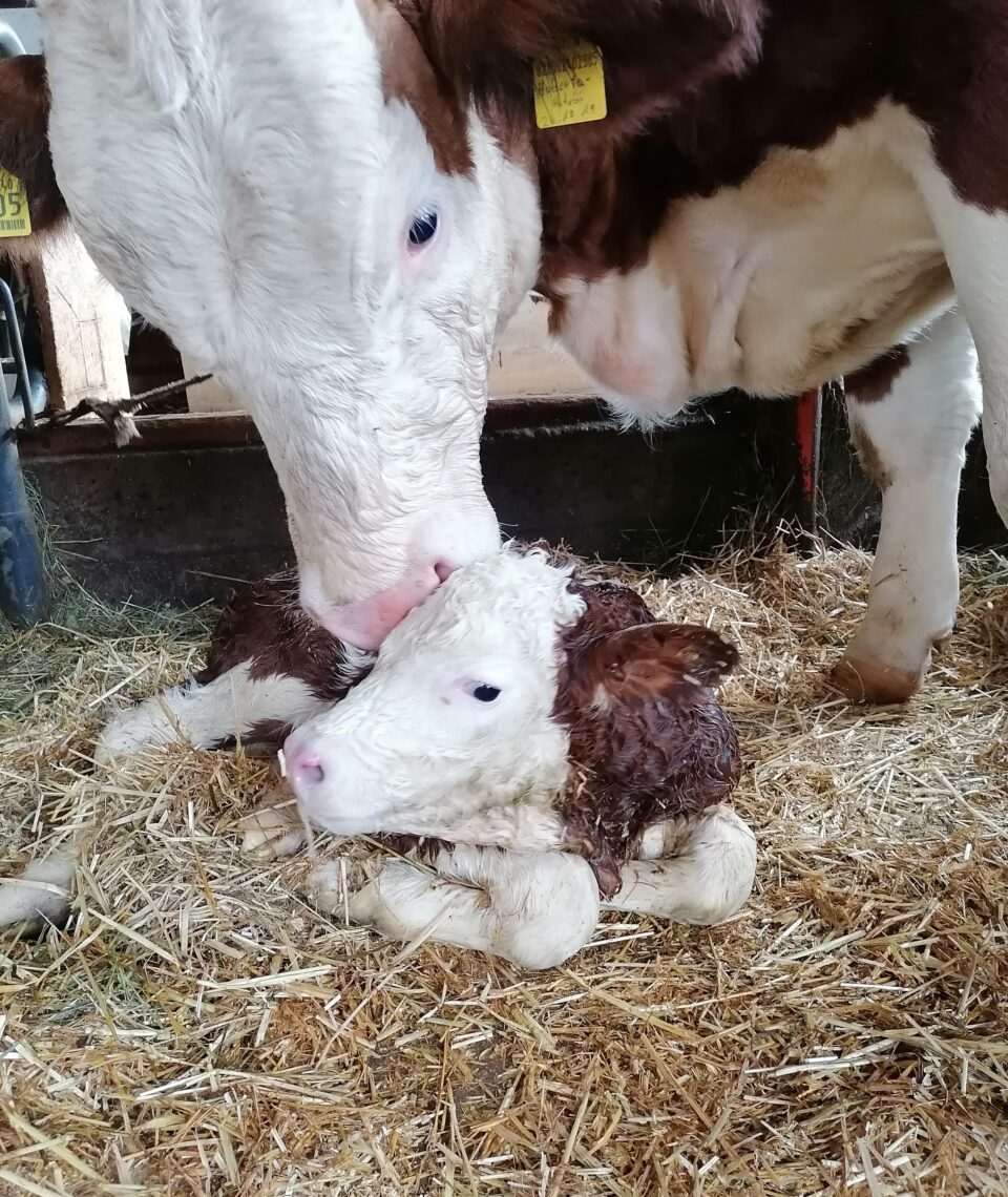 On February 11th, 2022 our cow Huberta gave birth to a healthy bull calf