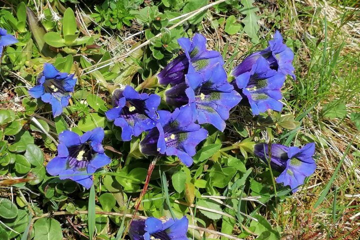 Gentian blossom on 10 May 2024