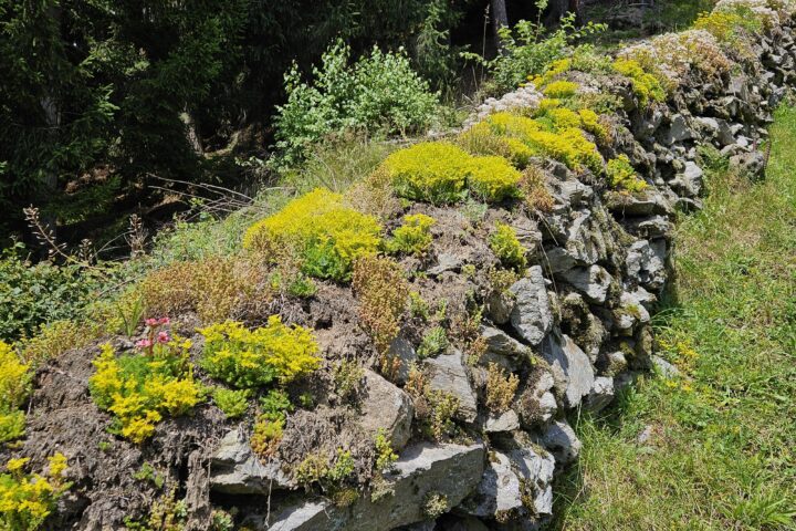 dry stone wall on 14 July 2024